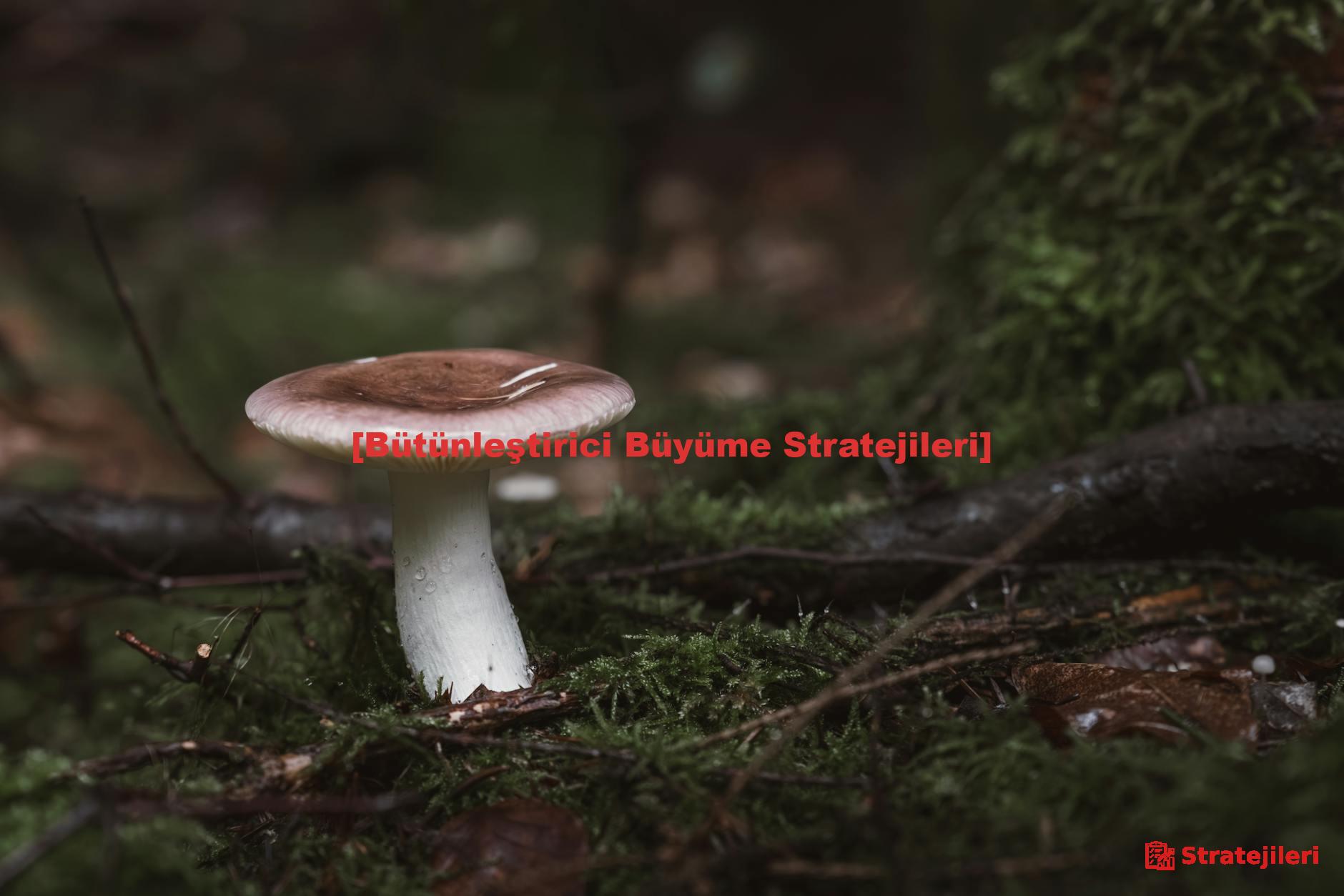 [Bütünleştirici Büyüme Stratejileri]