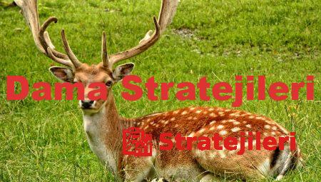Dama Stratejileri