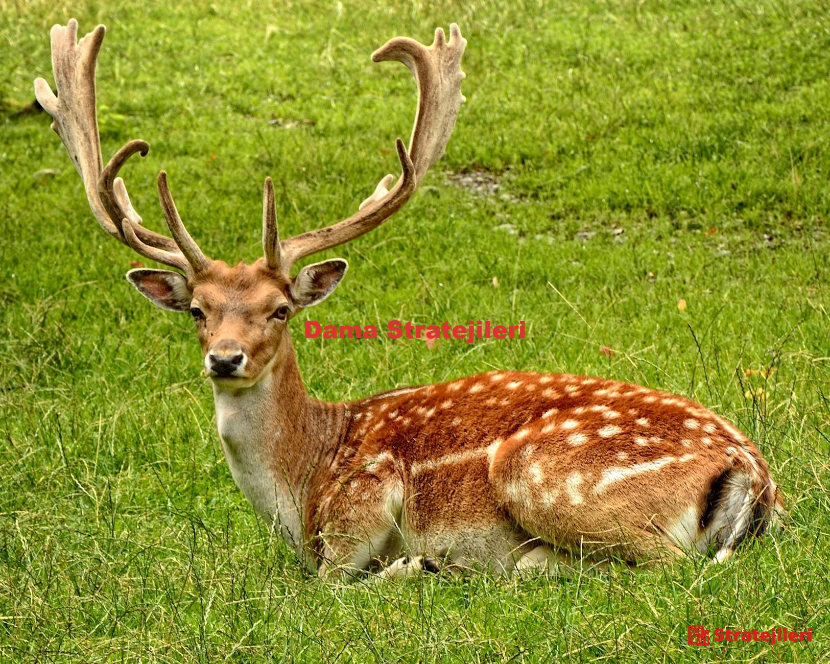 Dama Stratejileri