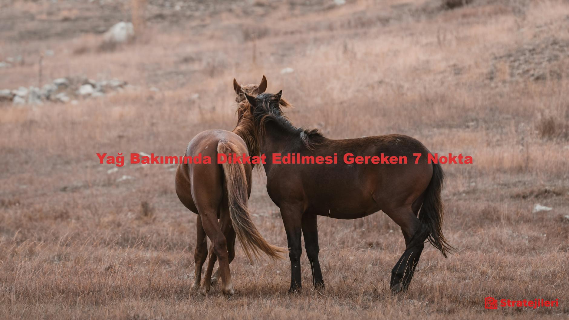Yağ Bakımında Dikkat Edilmesi Gereken 7 Nokta